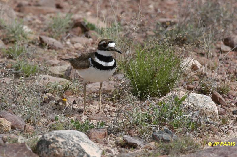 Charadrius vociferus